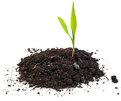 Plant Growing in Healthy Soil